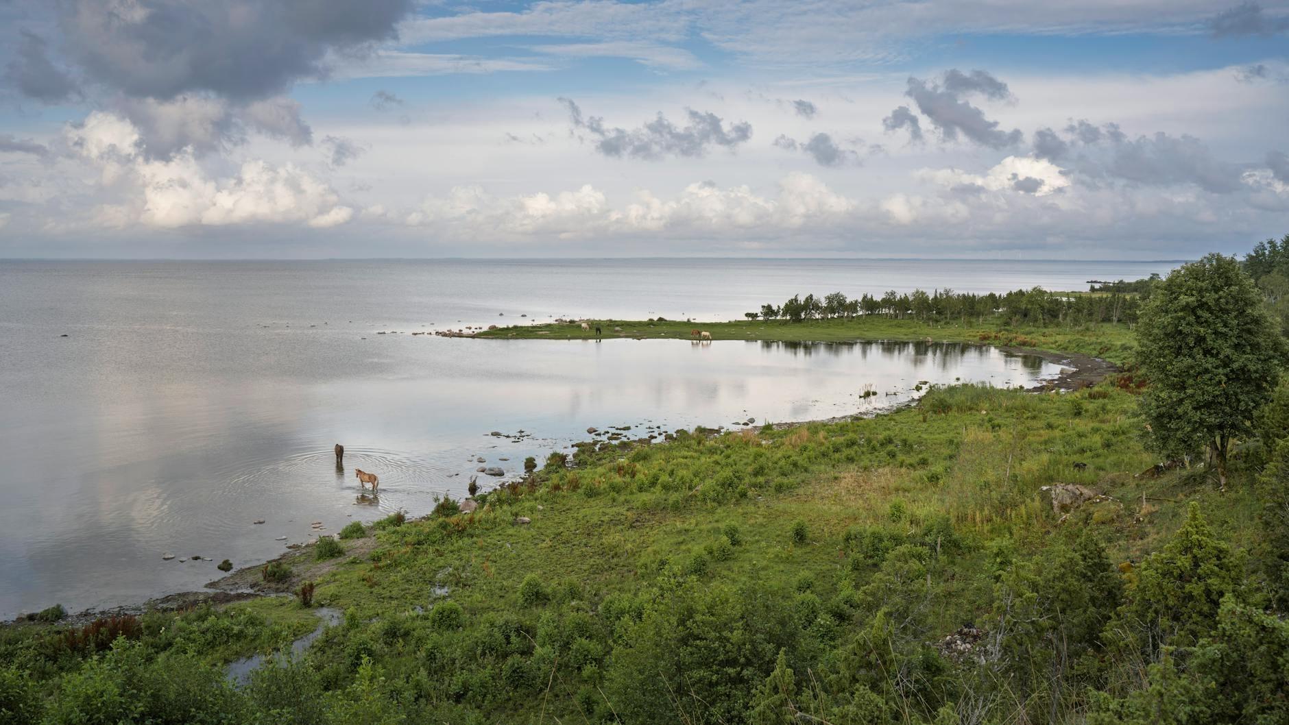 Estonia landscape