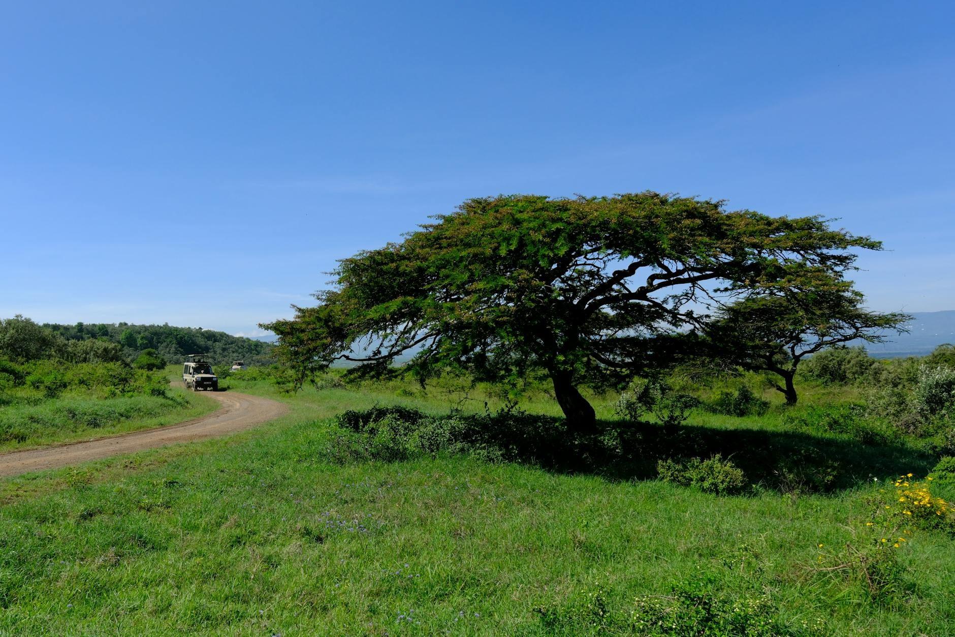 Kenya landscape