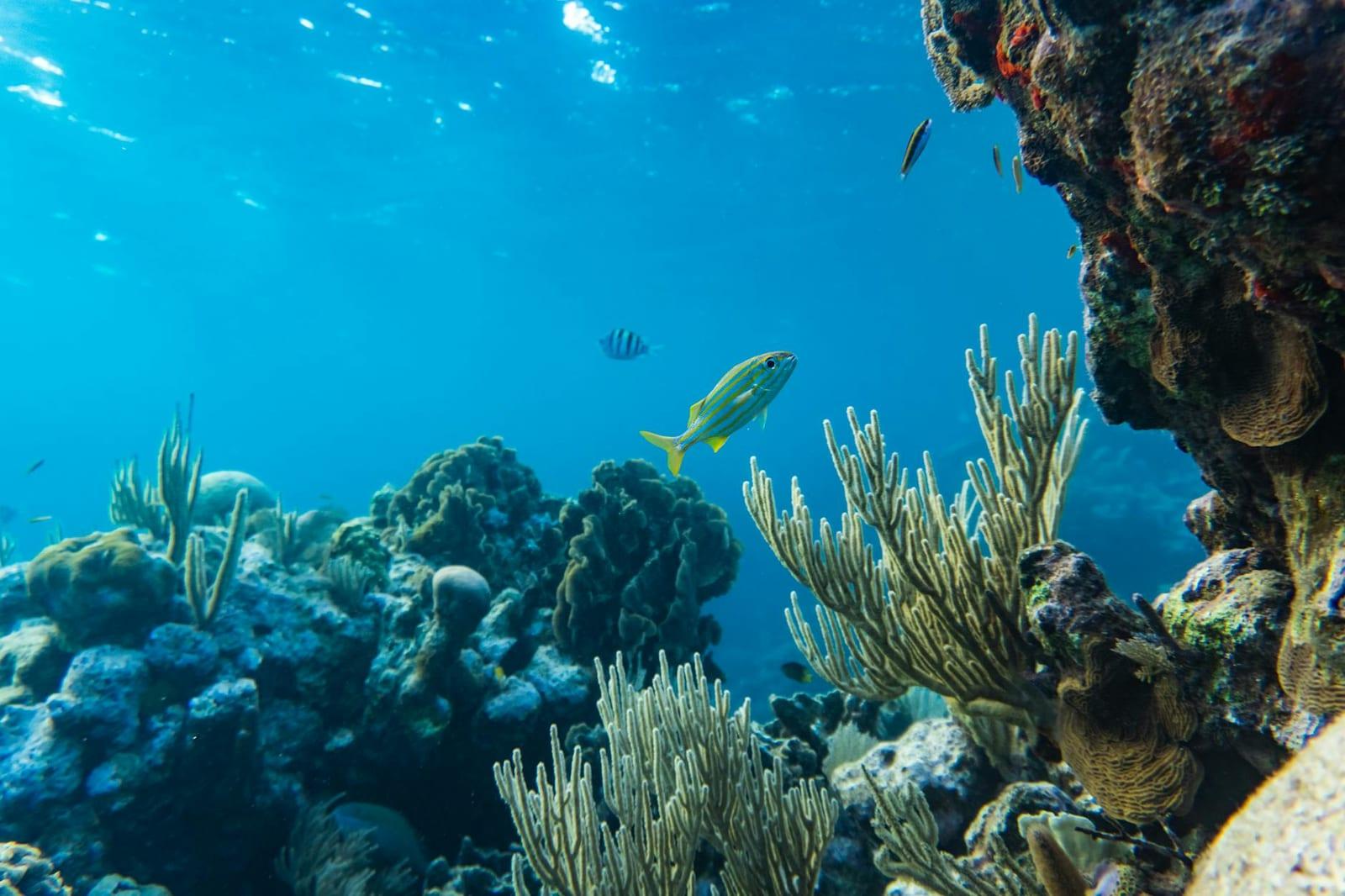 Dive the Bay Islands, Honduras