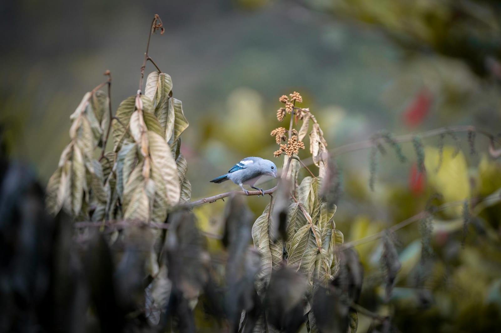 Birdwatch in La Tigra cloud forest, Honduras