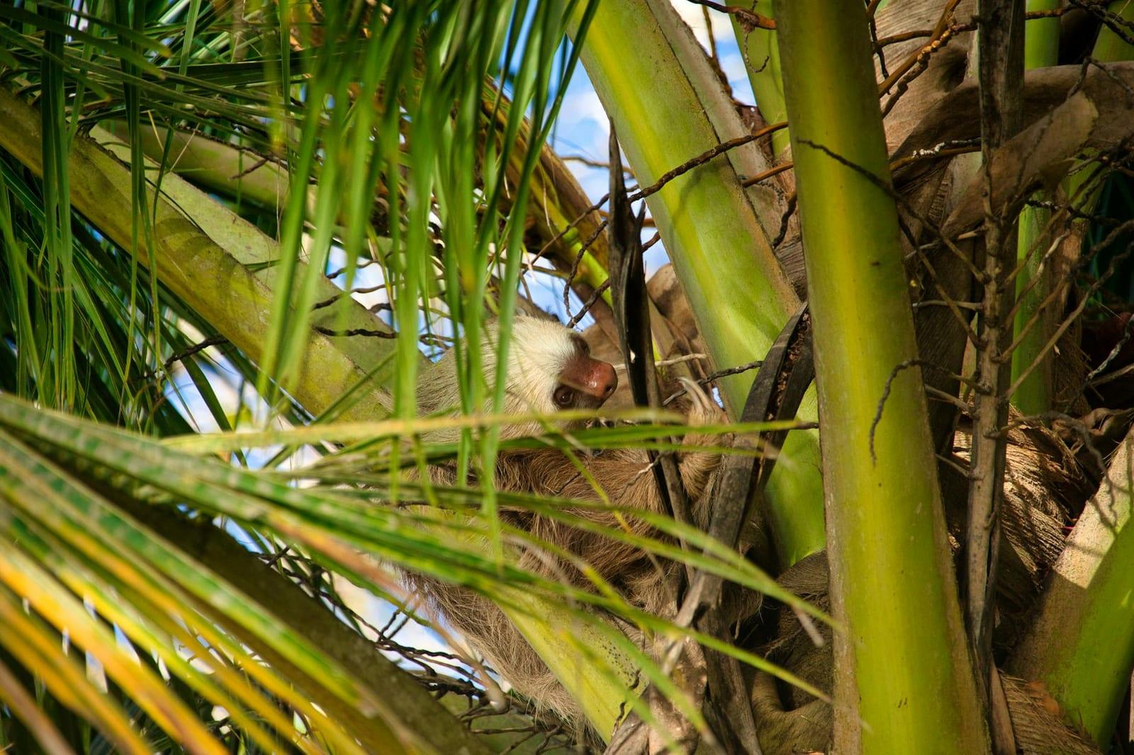 Sloth-spot in Manuel Antonio, Costa Rica