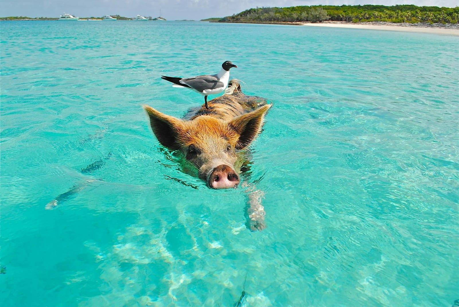 with the pigs of Exuma, Bahamas