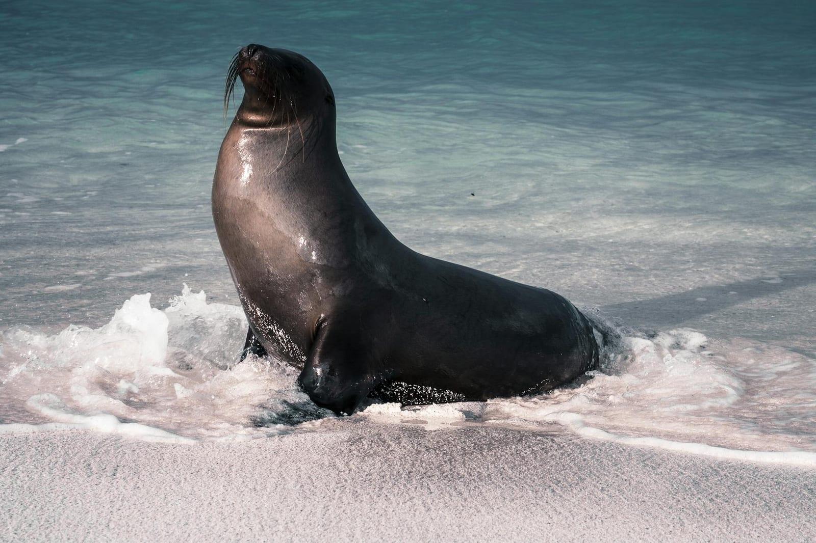 the Galápagos, Ecuador