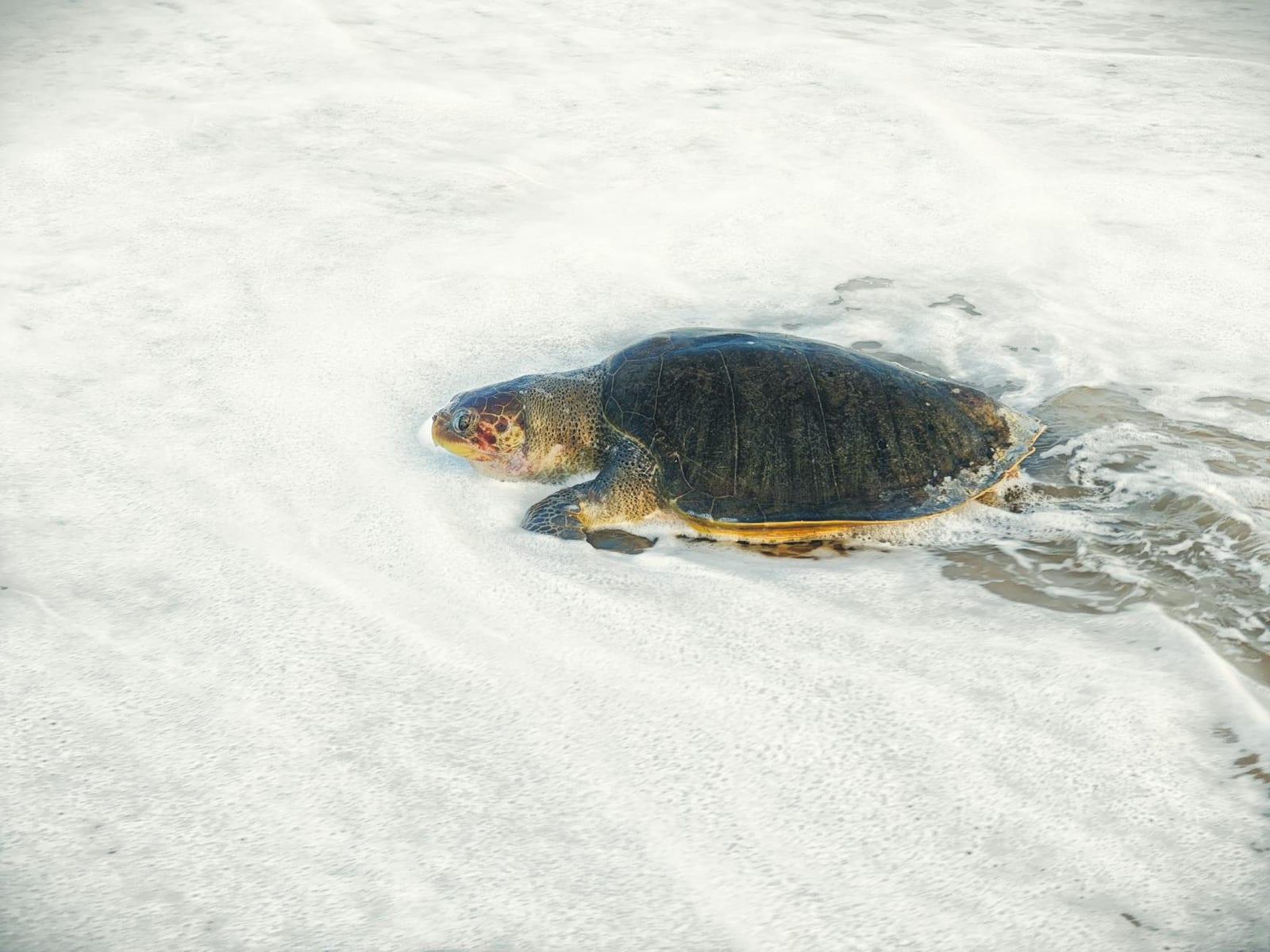 sea turtles at Galibi reserve, Suriname