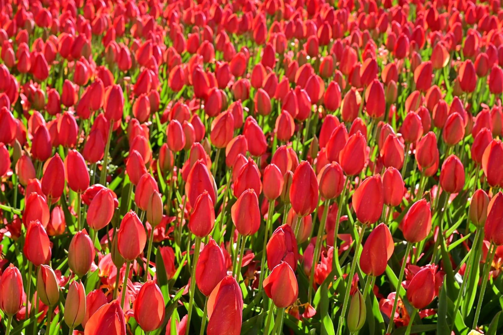Keukenhof in tulip season, Netherlands