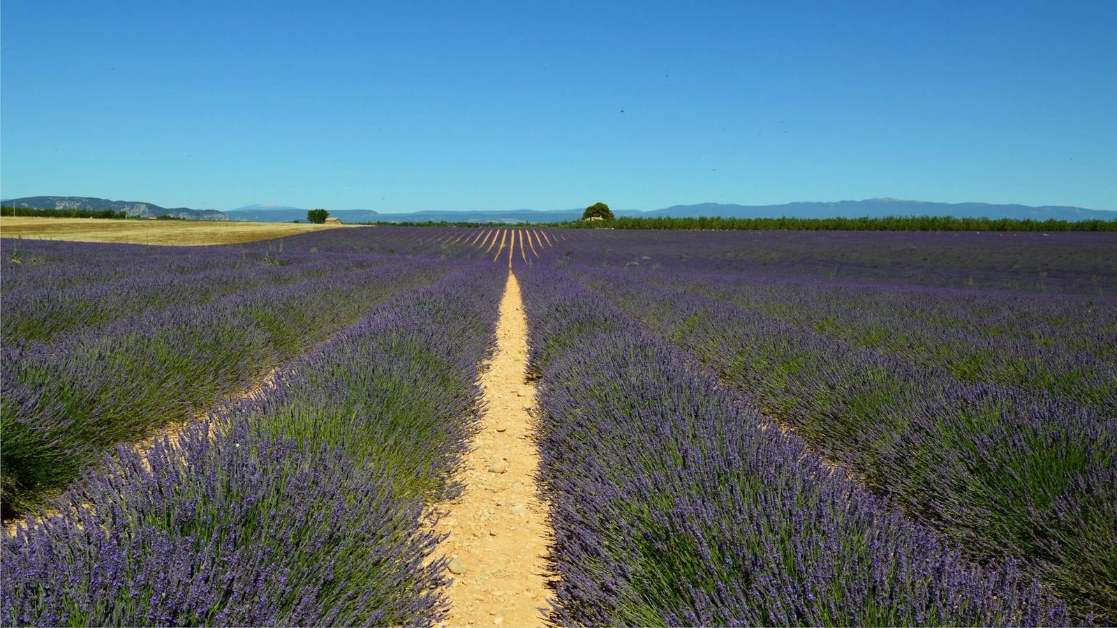 lavender fields in Provence, France