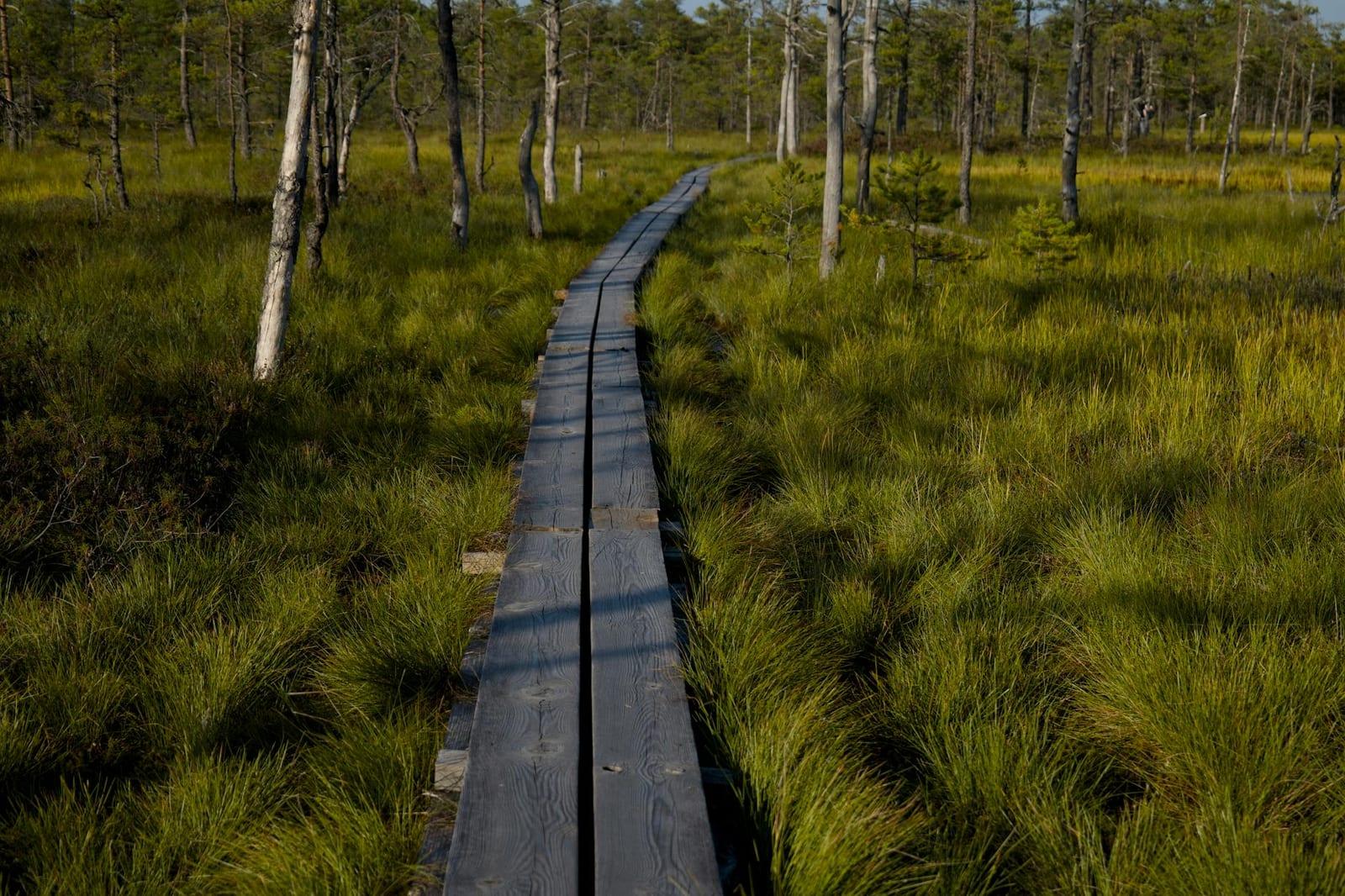 Boardwalk Lahemaa's bogs, Estonia