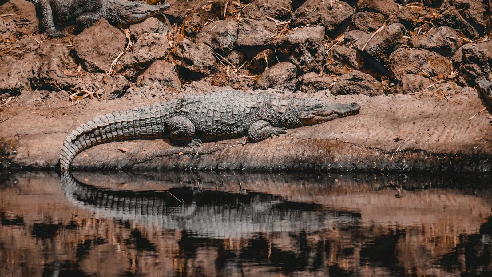 Kachikally crocodile pool, Gambia