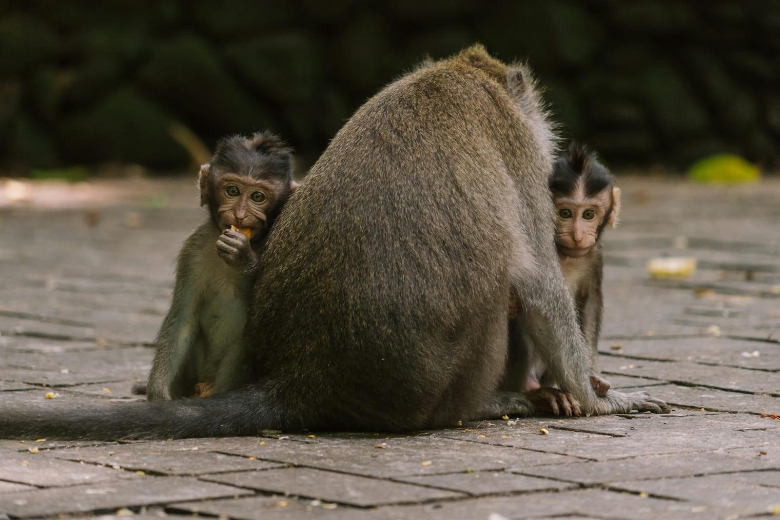 Tiwai Island monkeys, Sierra Leone
