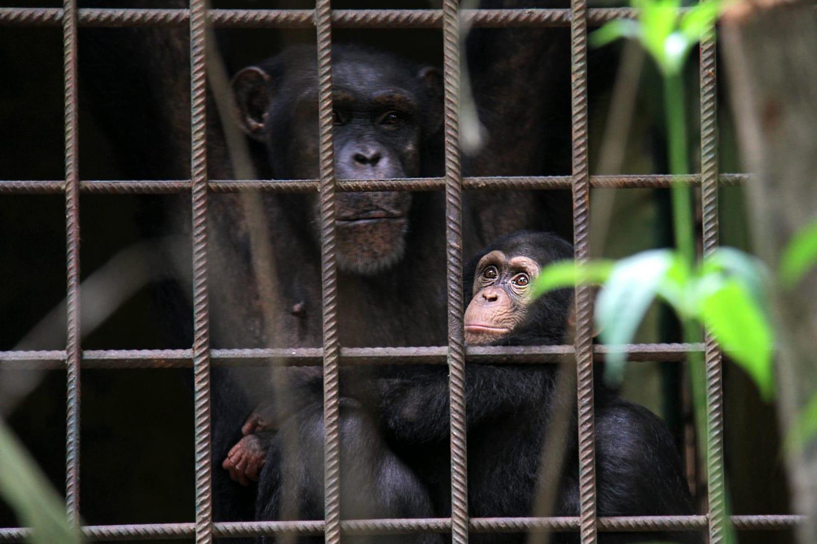 Tacugama Chimpanzee Sanctuary, Sierra Leone