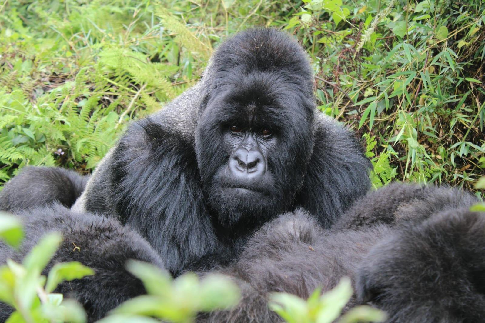 mountain gorillas in Volcanoes NP, Rwanda