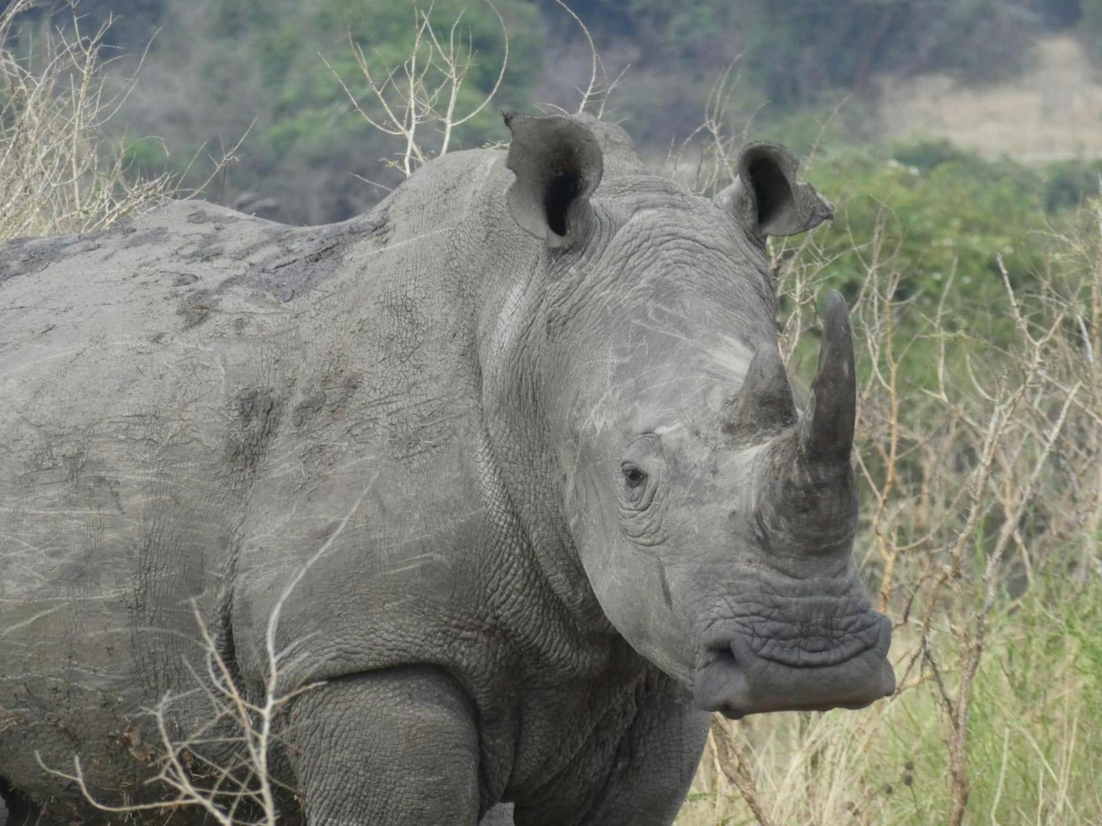 Track Big Five at Akagera, Rwanda