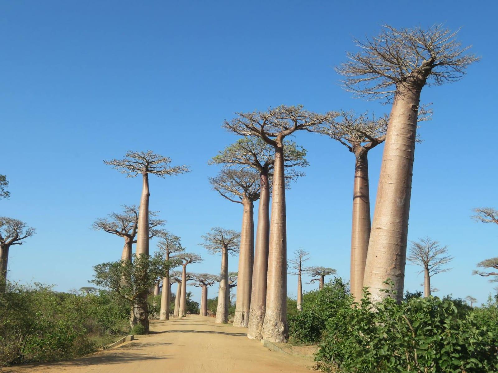 Avenue of the Baobabs, Madagascar