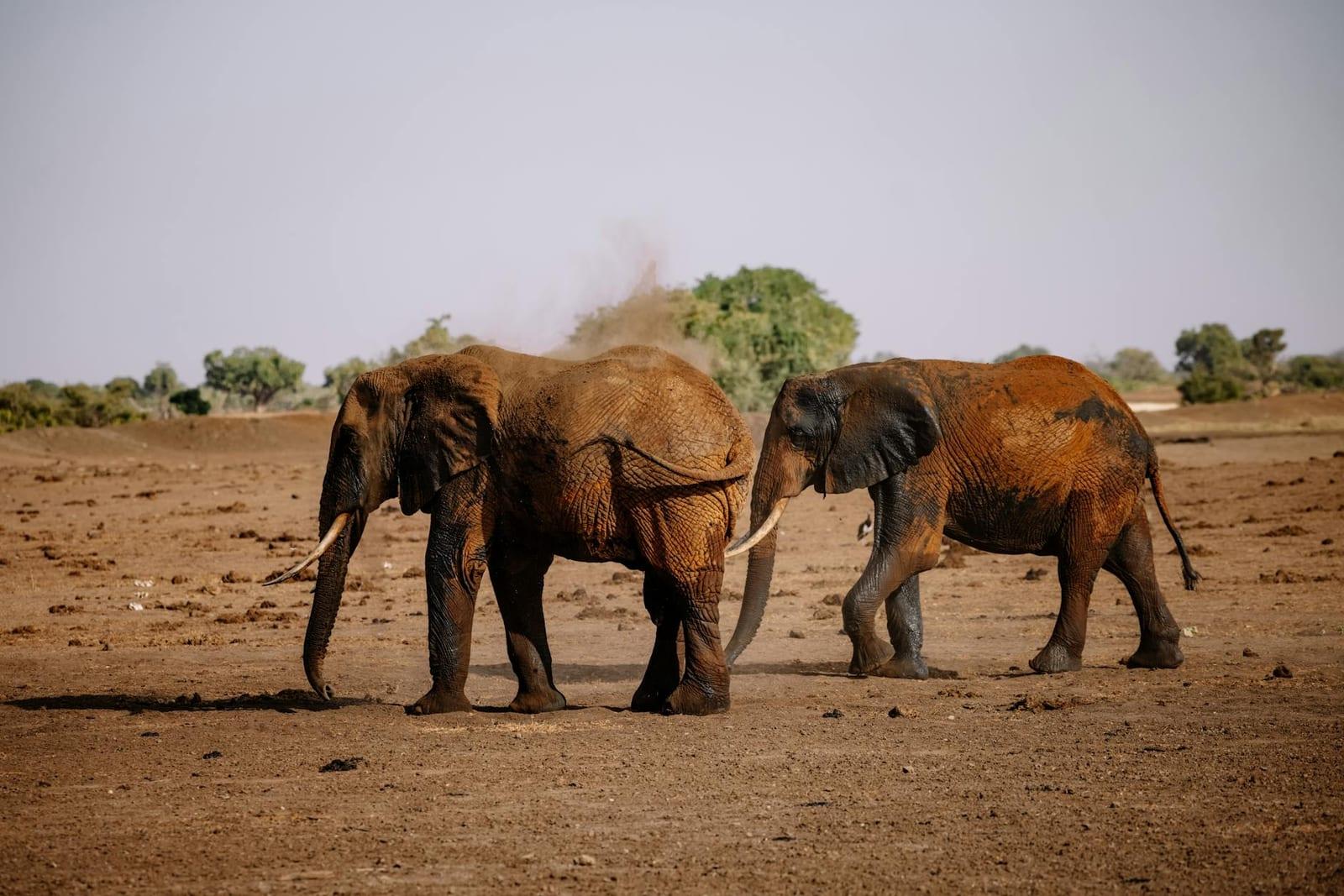 elephants return to Zakouma, Chad