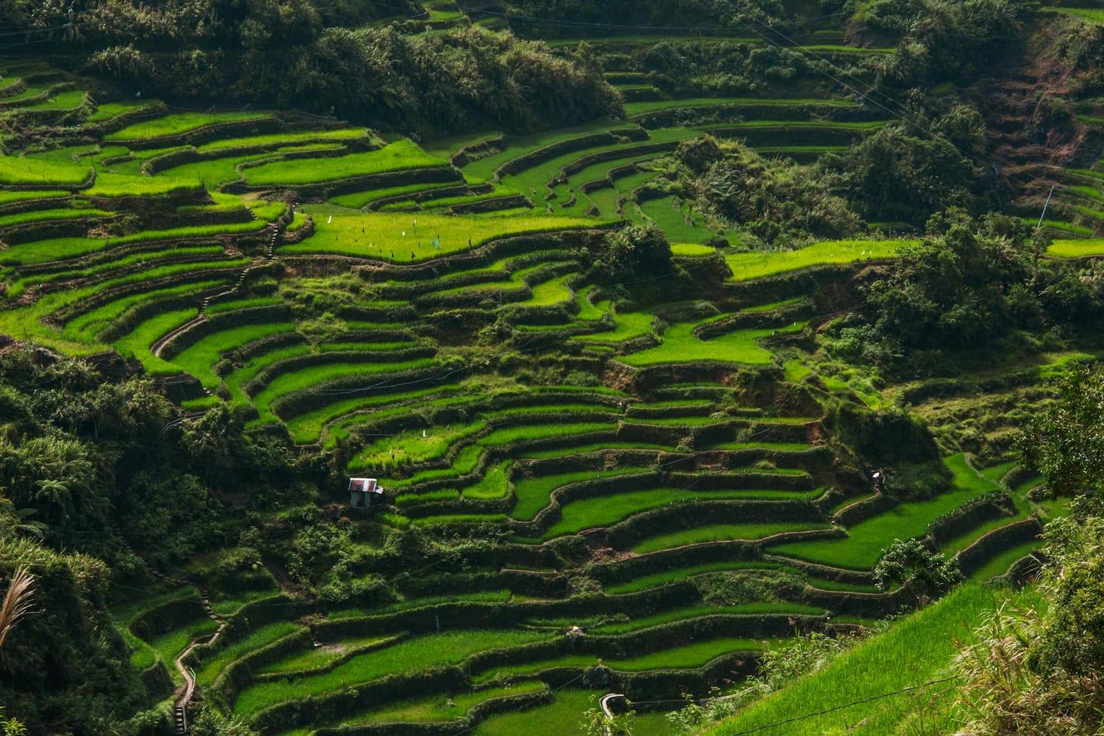 Banaue rice terraces, Philippines
