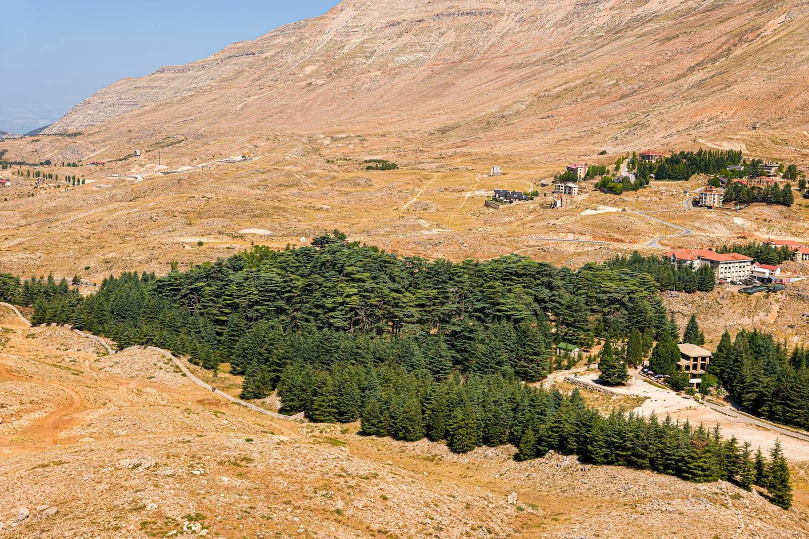 Stand under the cedars of Bsharri, Lebanon