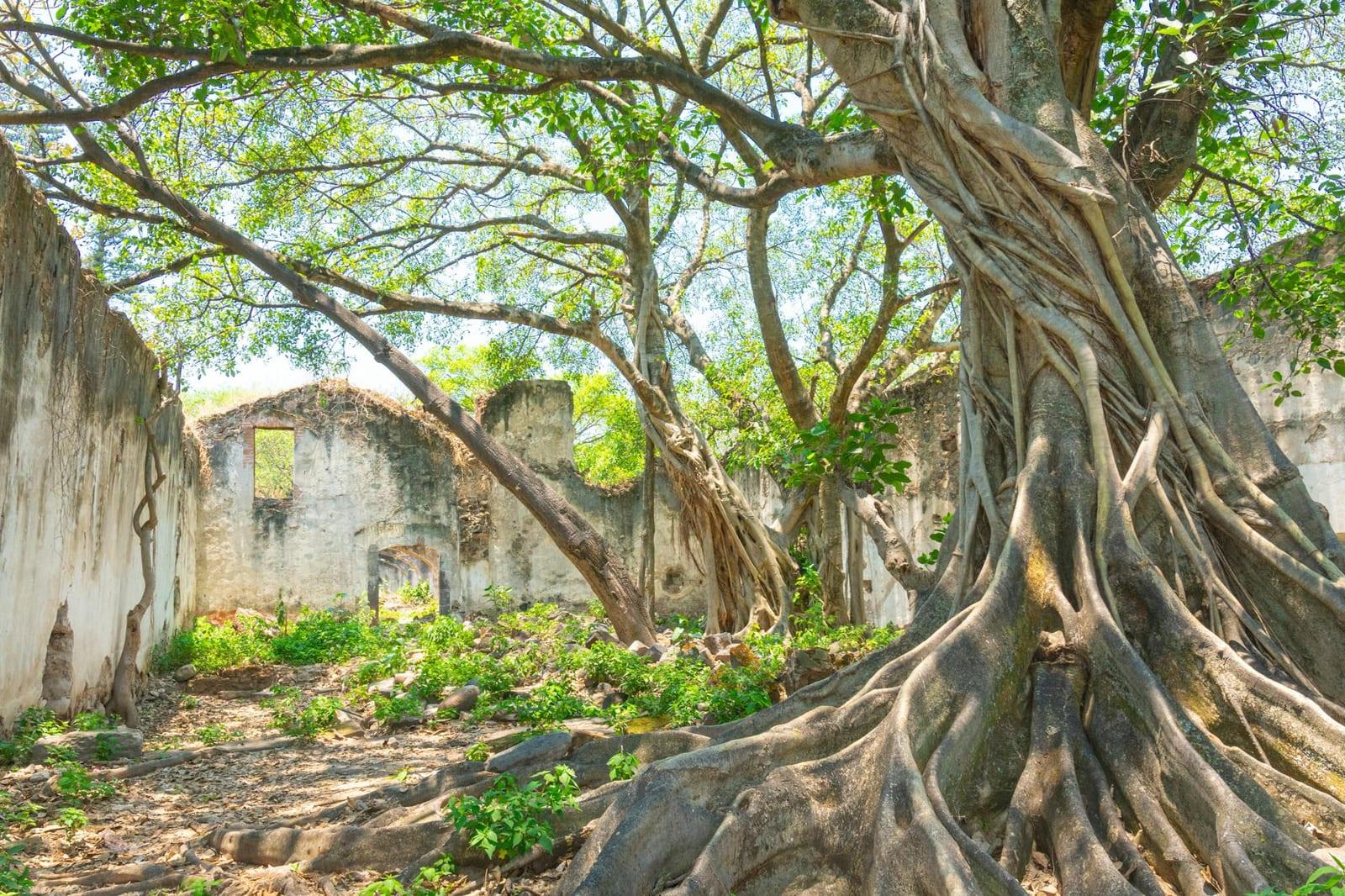 Pohnpei's Nan Madol ruins, Micronesia