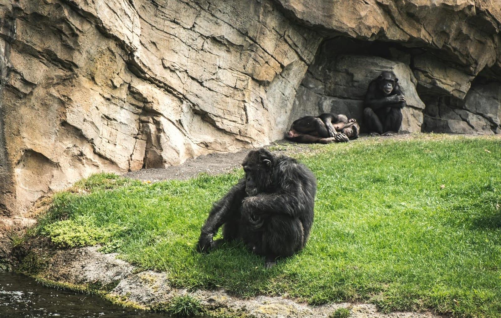 chimps at Bossou, Guinea