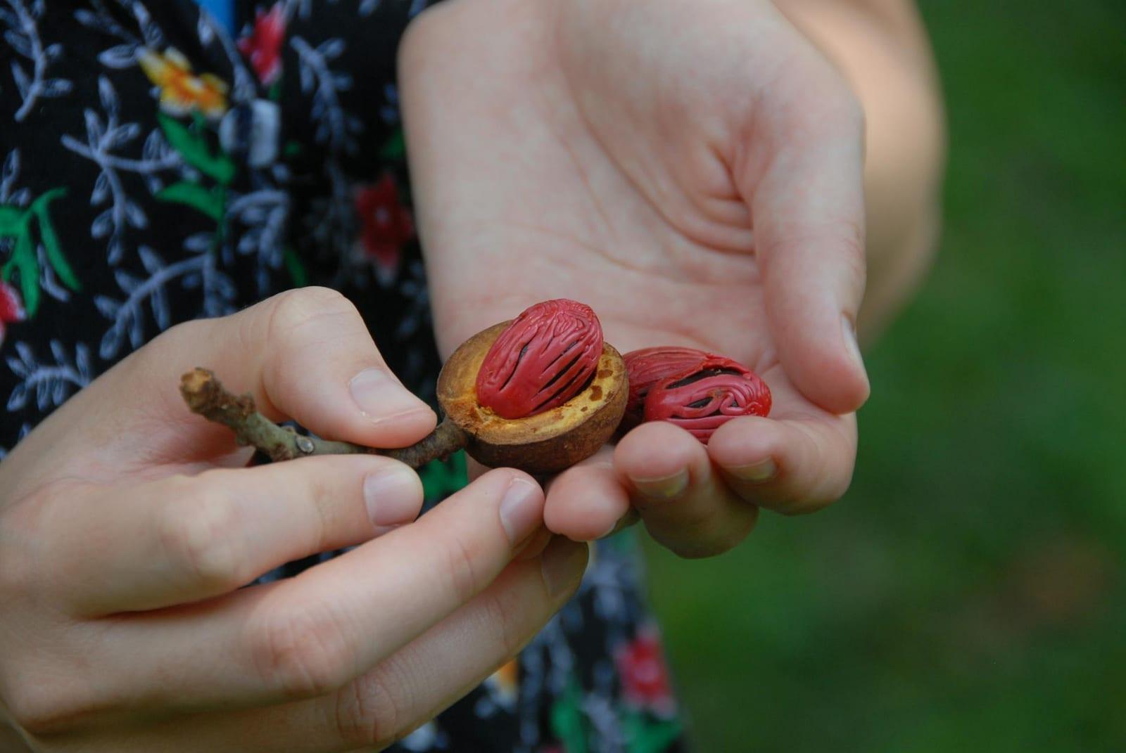 nutmeg plantation, Grenada