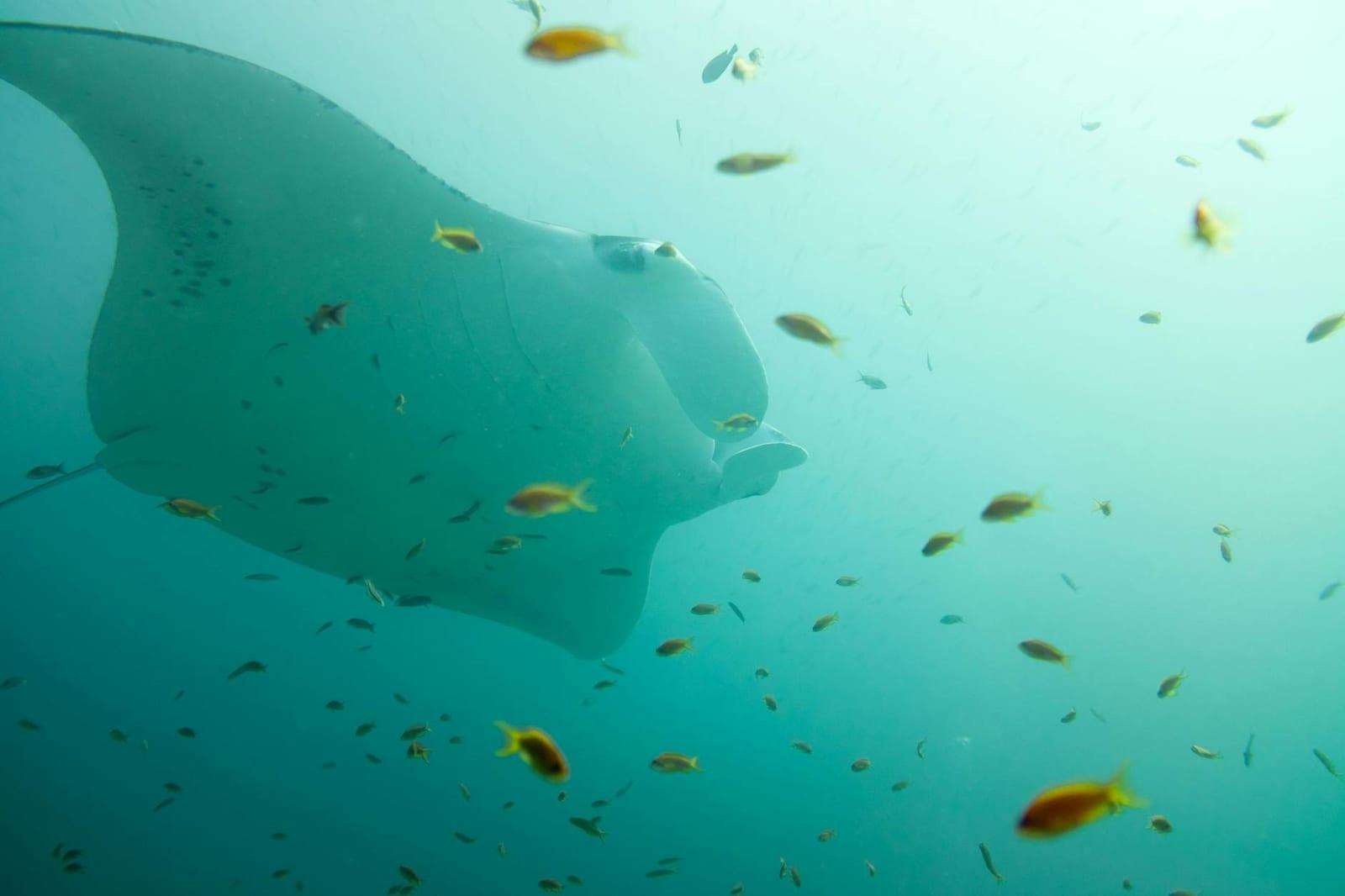 Snorkel a manta cleaning station, Maldives