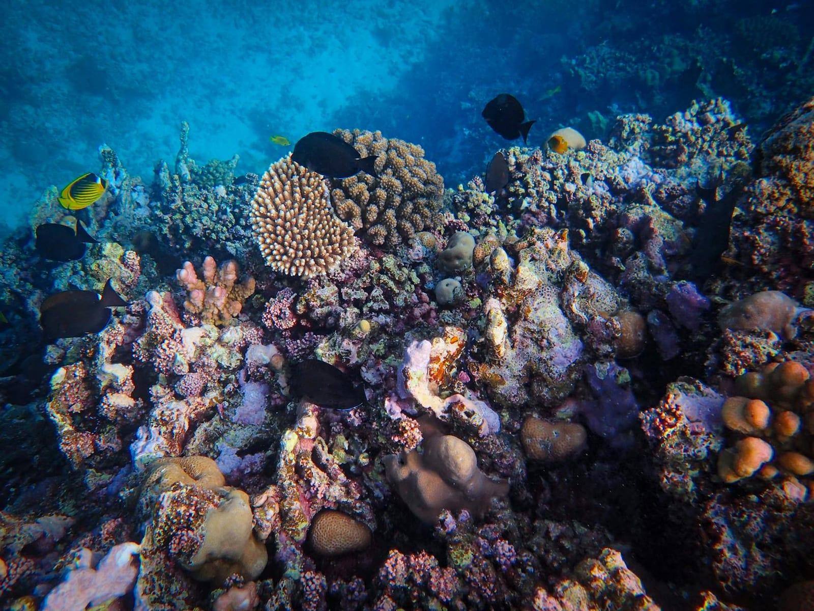 Snorkel the Mohéli marine park, Comoros