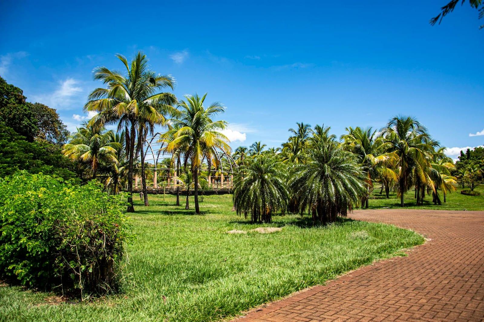 Vallée de Mai's coco-de-mer palms, Seychelles