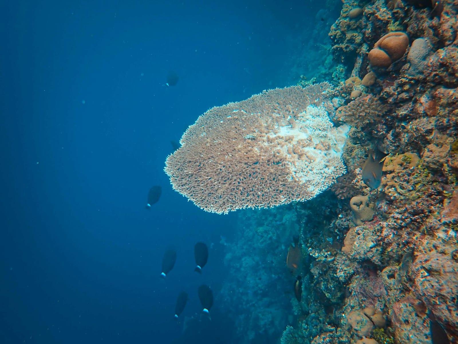 Dive the Quirimbas reefs, Mozambique