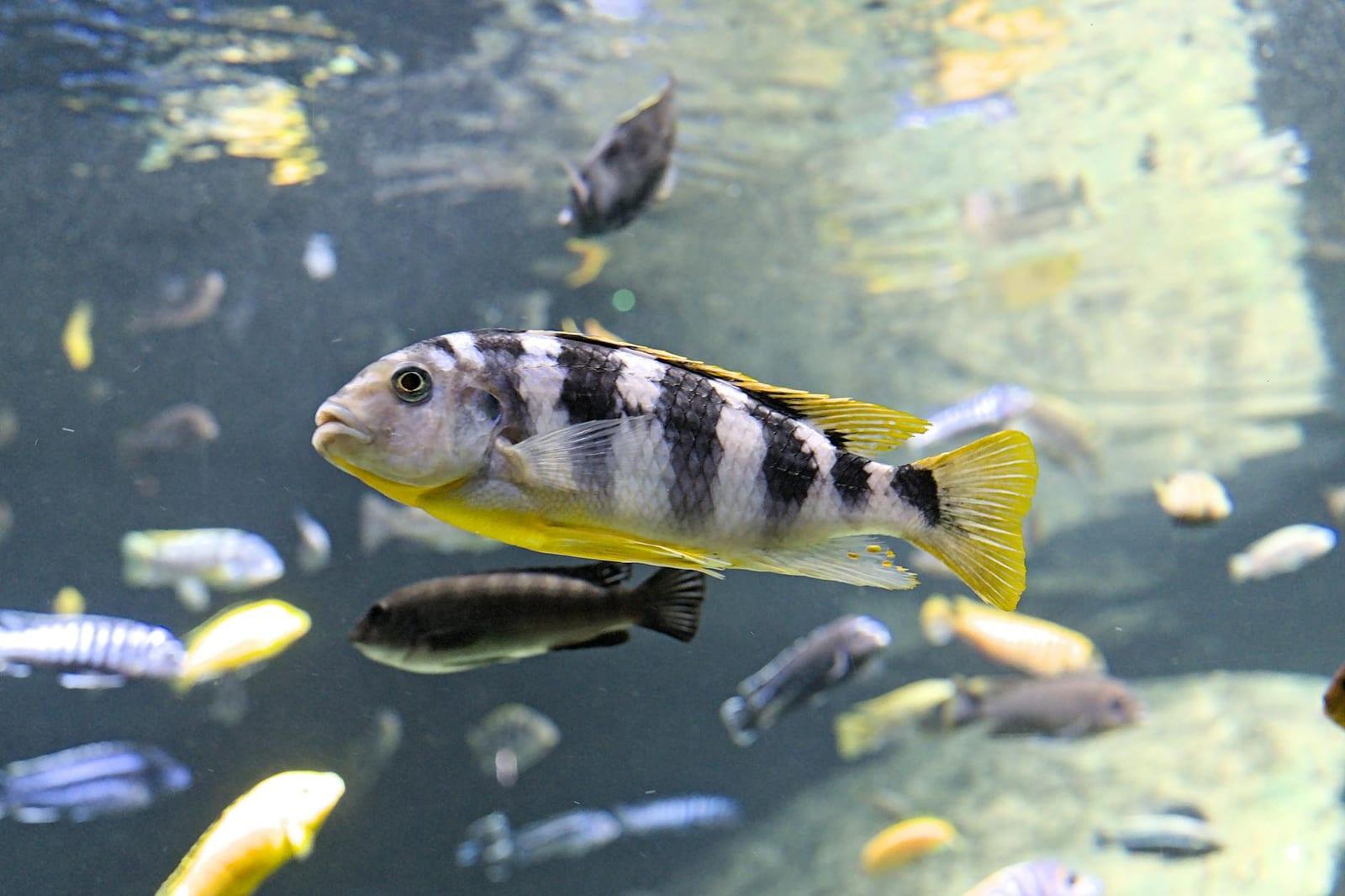 Dive Lake Malawi's clear cichlid water, Malawi
