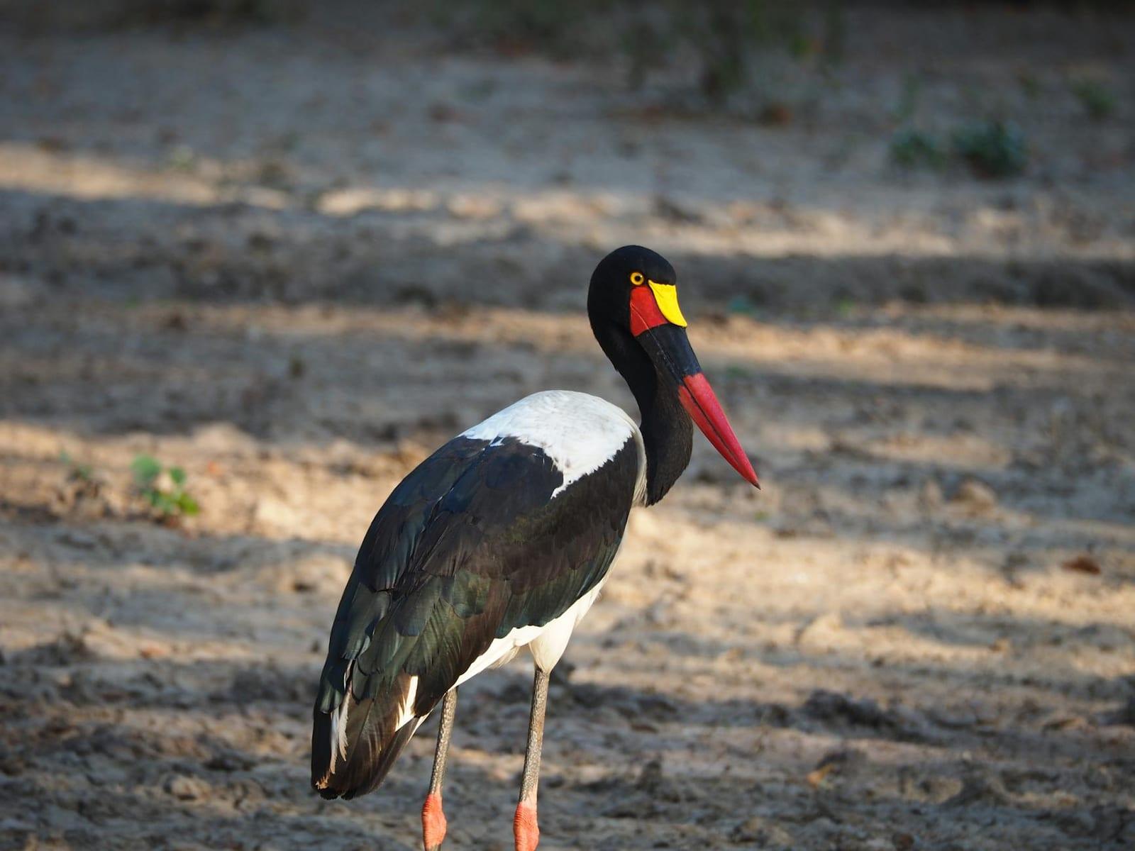 Walking safari in Liwonde, Malawi