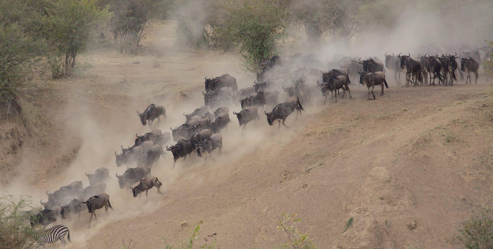 the great wildebeest migration, Kenya