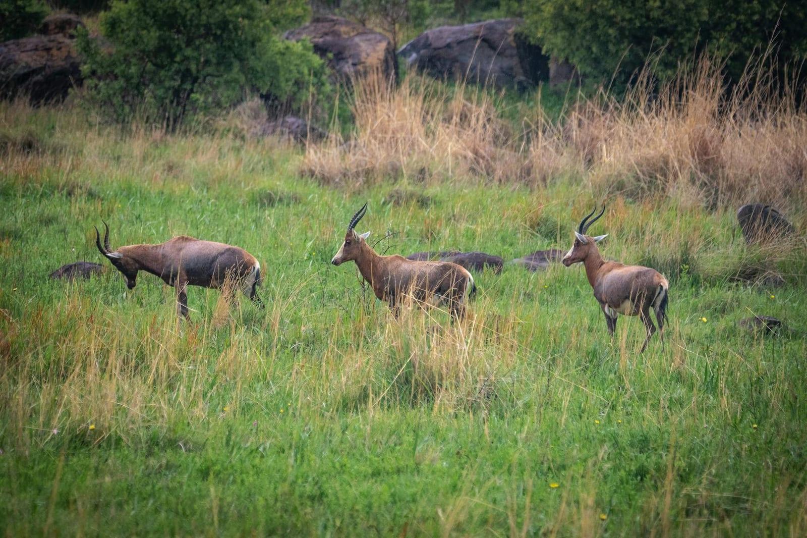 Boma plains, South Sudan
