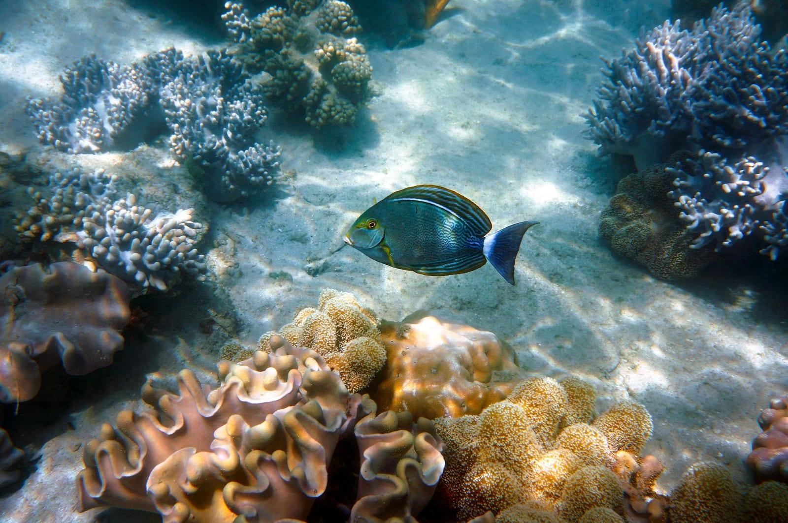 Suakin's coral isle, Sudan
