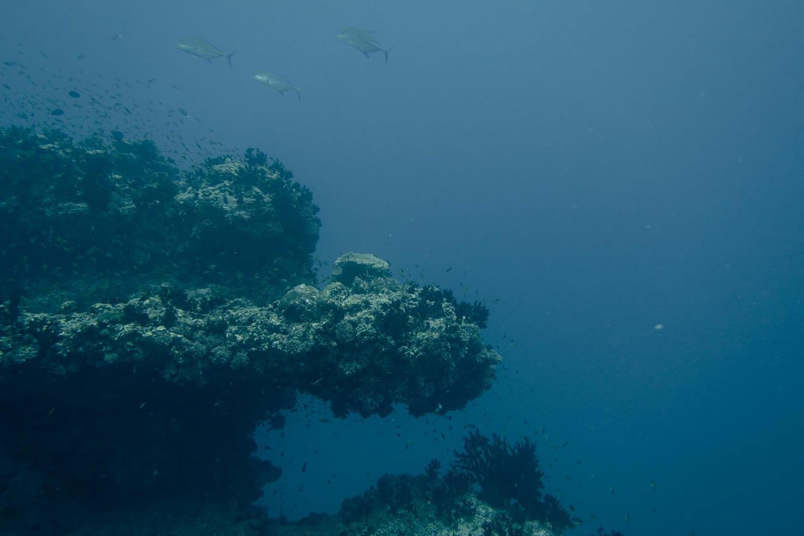 Snorkel the Palolo deep marine reserve, Samoa