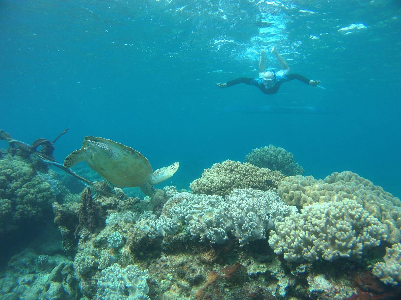 Snorkel Funafuti Conservation Area, Tuvalu