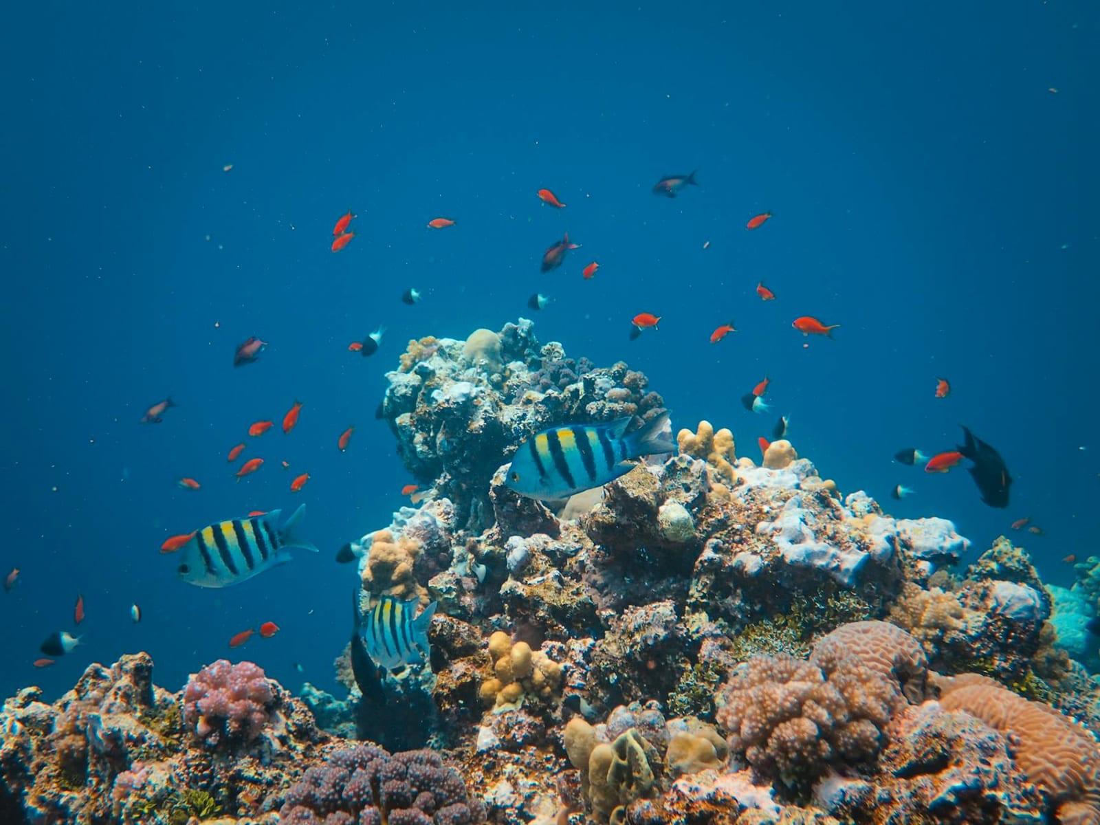 Snorkel the Cousteau Reserve, Guadeloupe