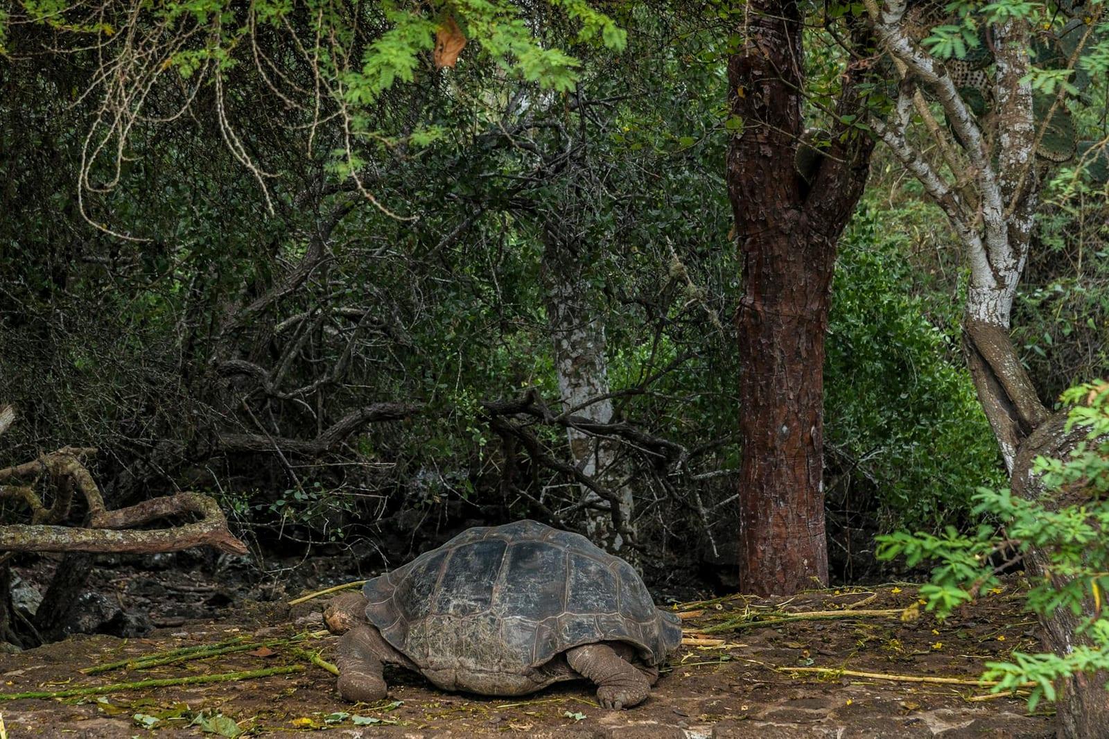 Darwin's Arch, Galapagos, Ecuador