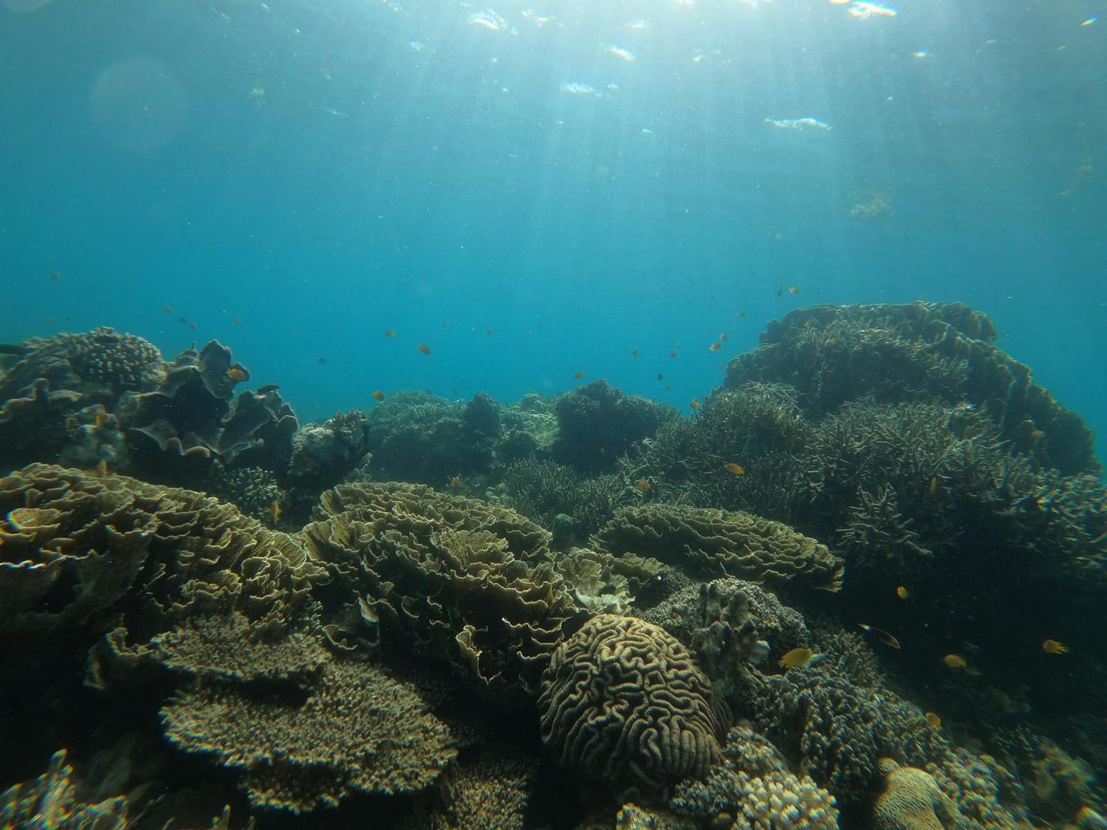 Tubbataha Reefs, Philippines
