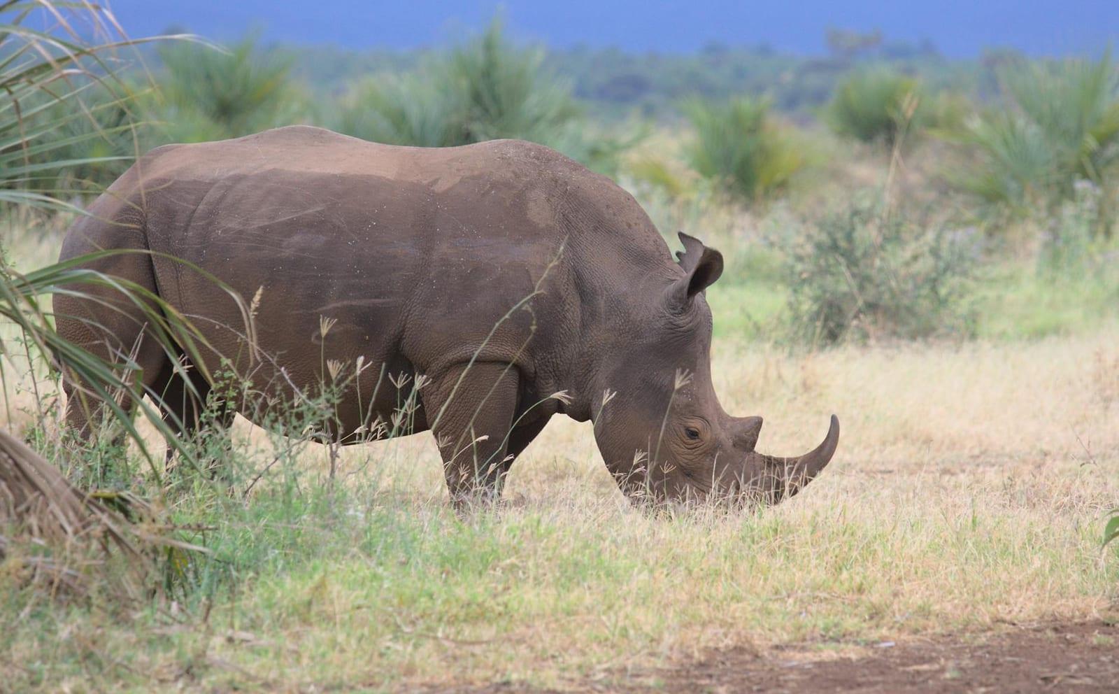 Meru National Park, Kenya