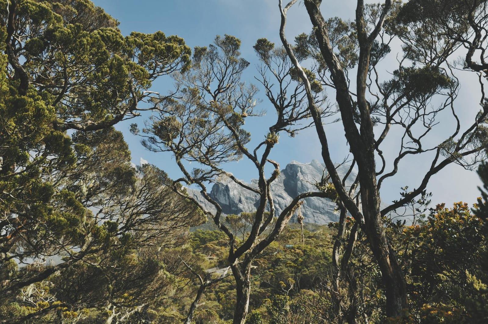 Kinabalu Park, Borneo, Malaysia