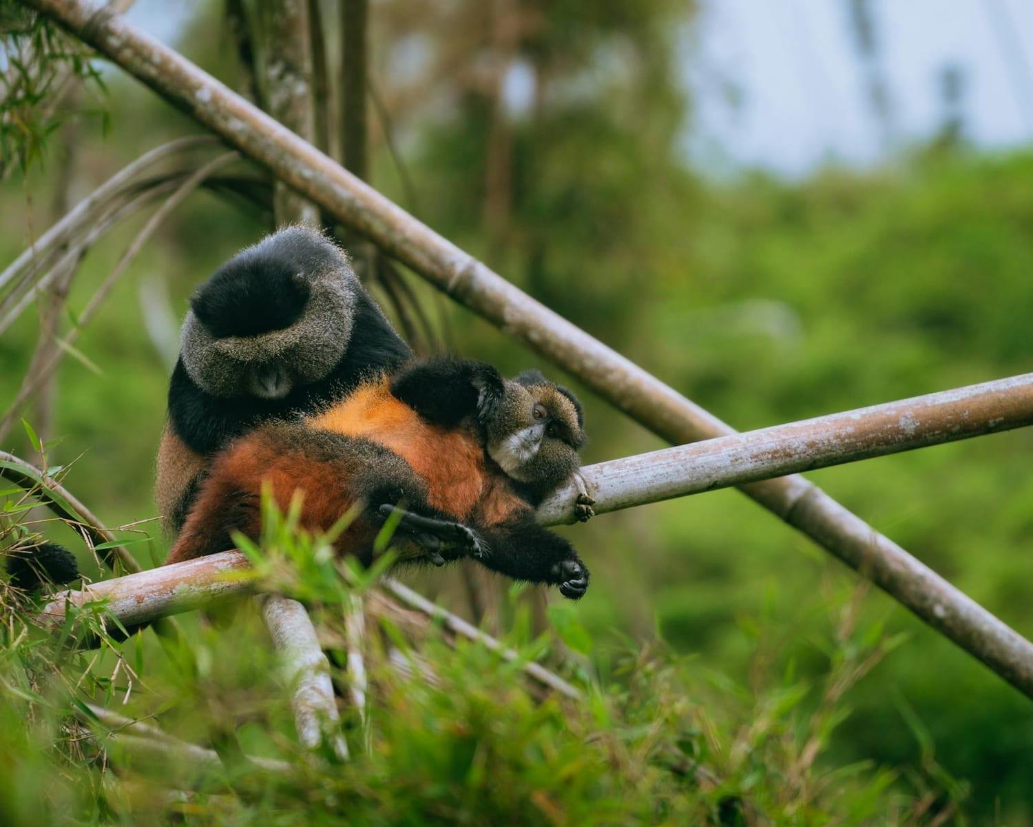 Nyungwe Forest, Rwanda