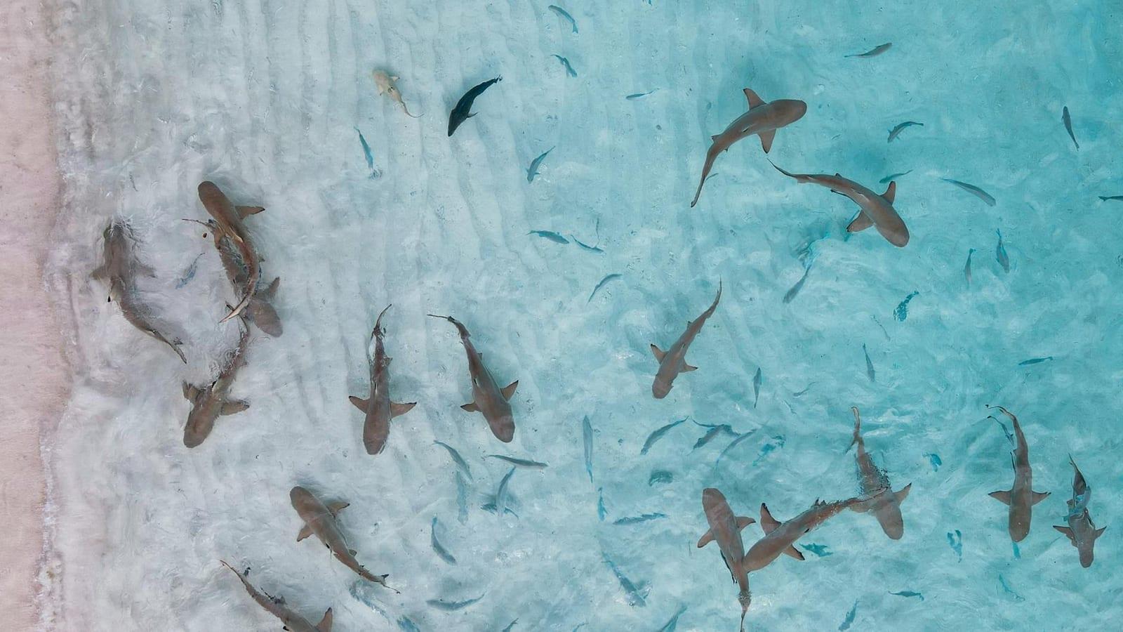 Shark Bay, Australia