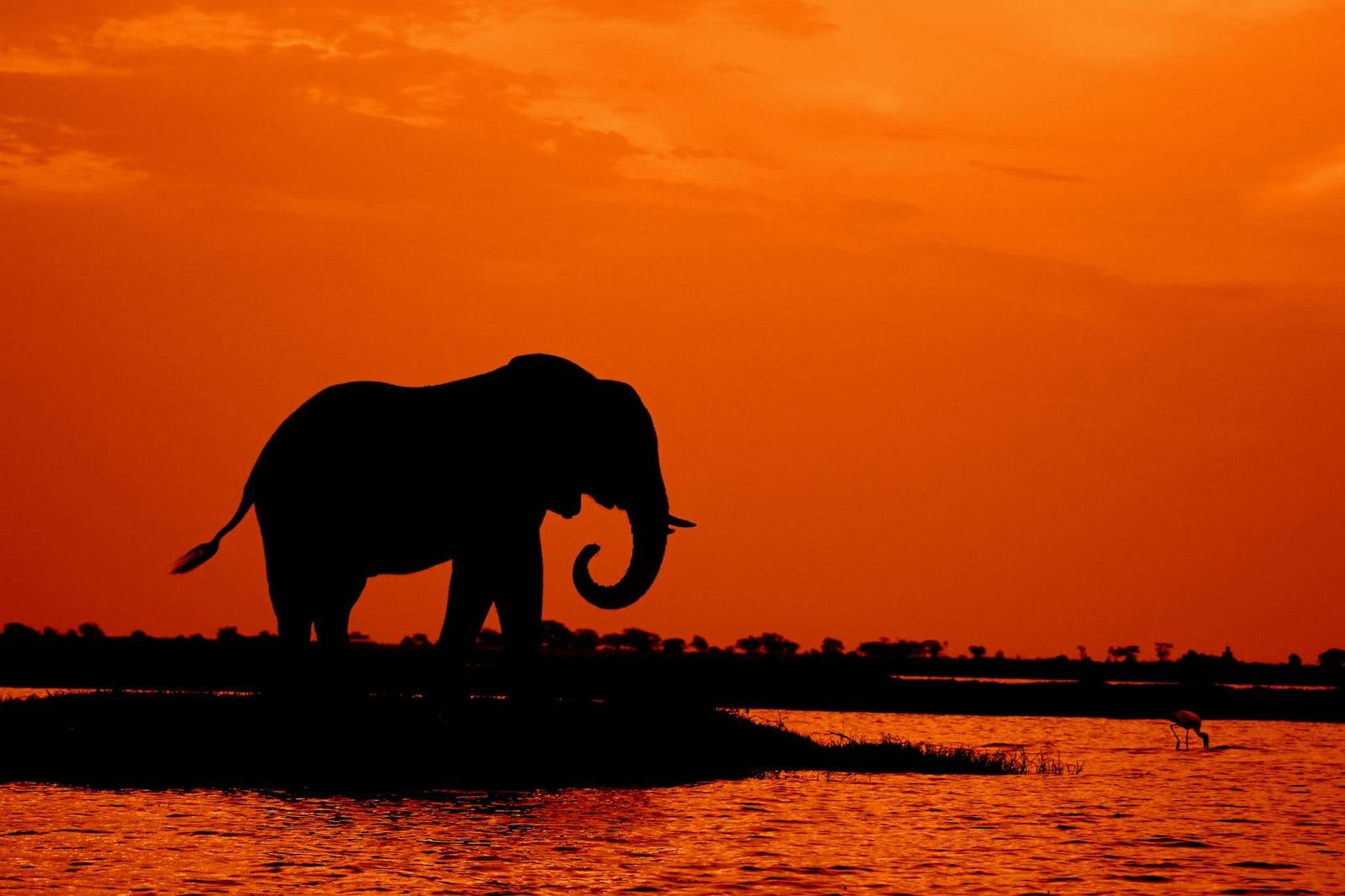 Chobe National Park, Botswana