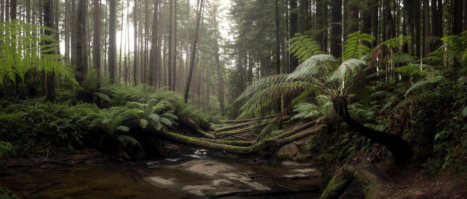 Great Otway National Park, Australia