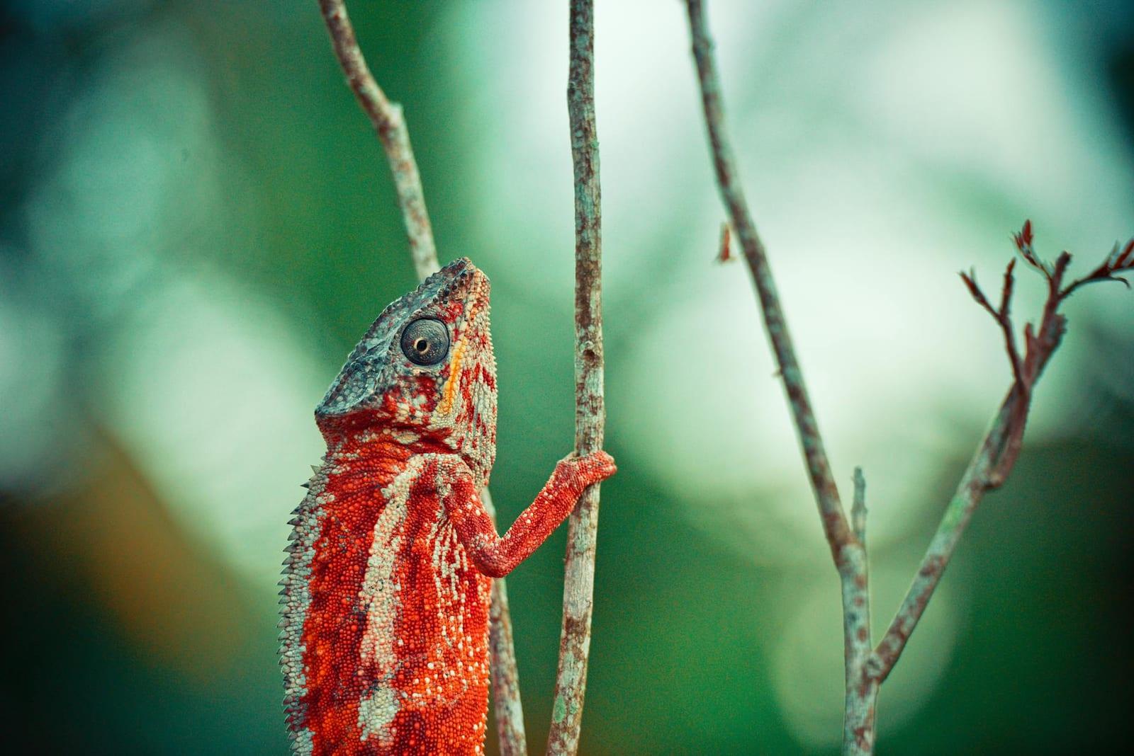 Andasibe-Mantadia NP, Madagascar