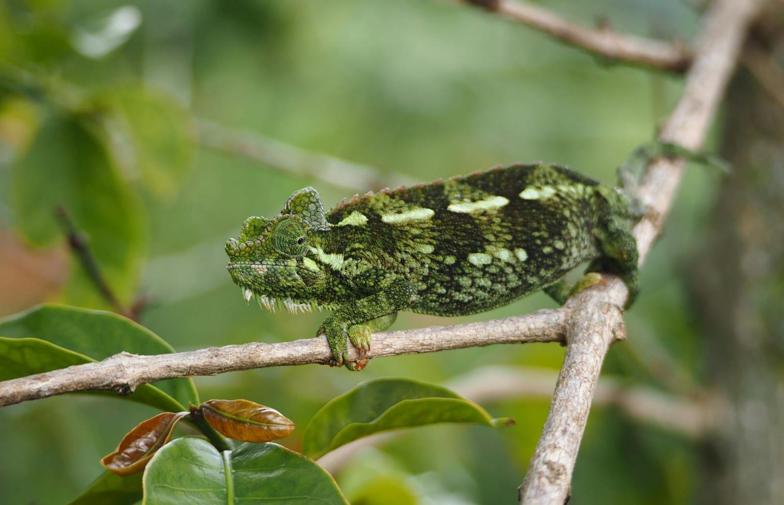 Ranomafana NP, Madagascar