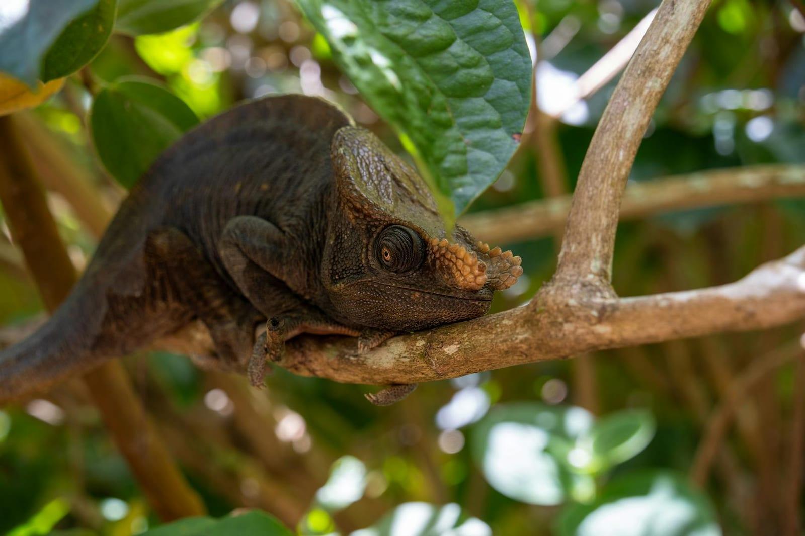 Masoala NP, Madagascar