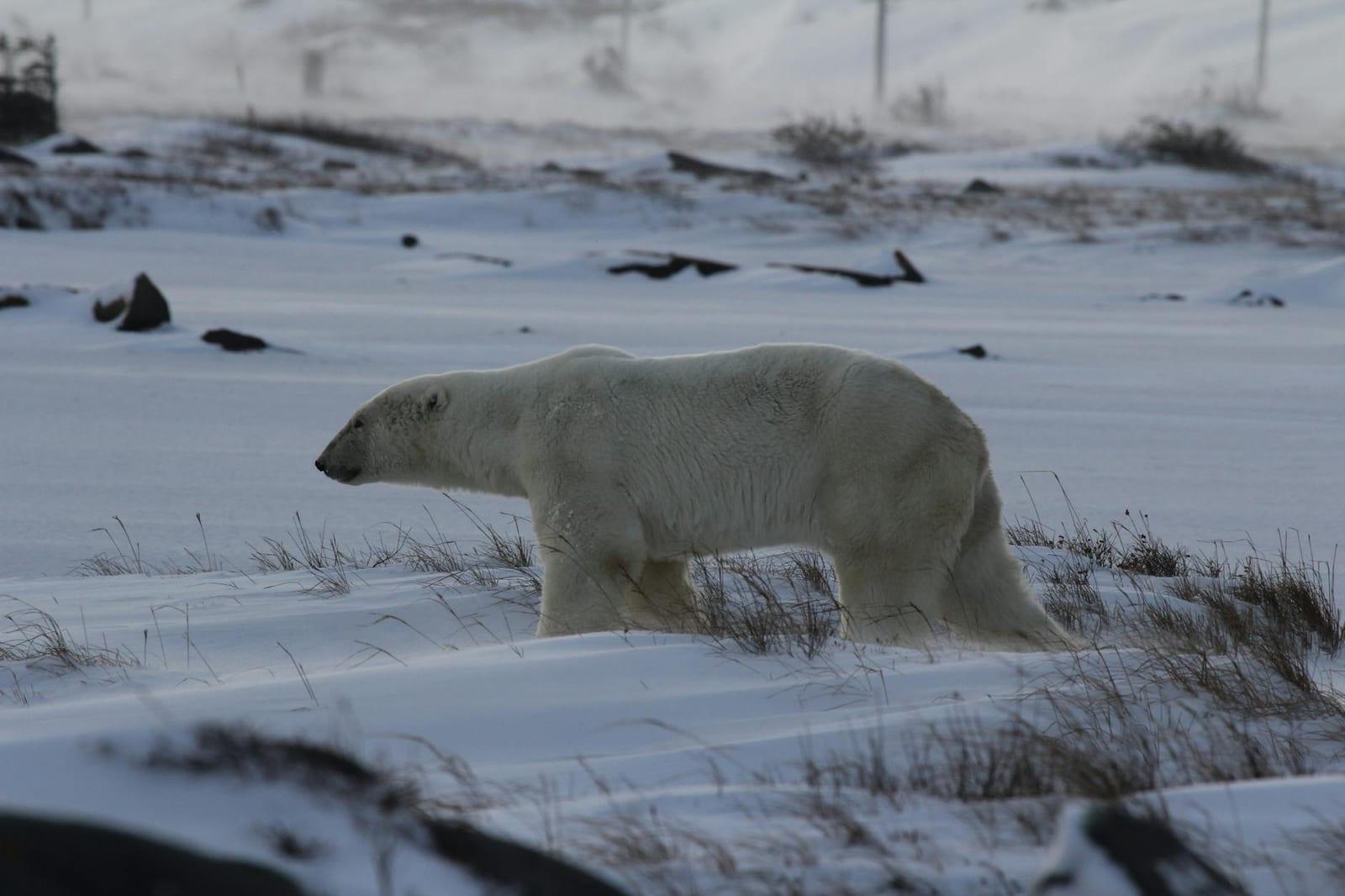Churchill, Manitoba, Canada