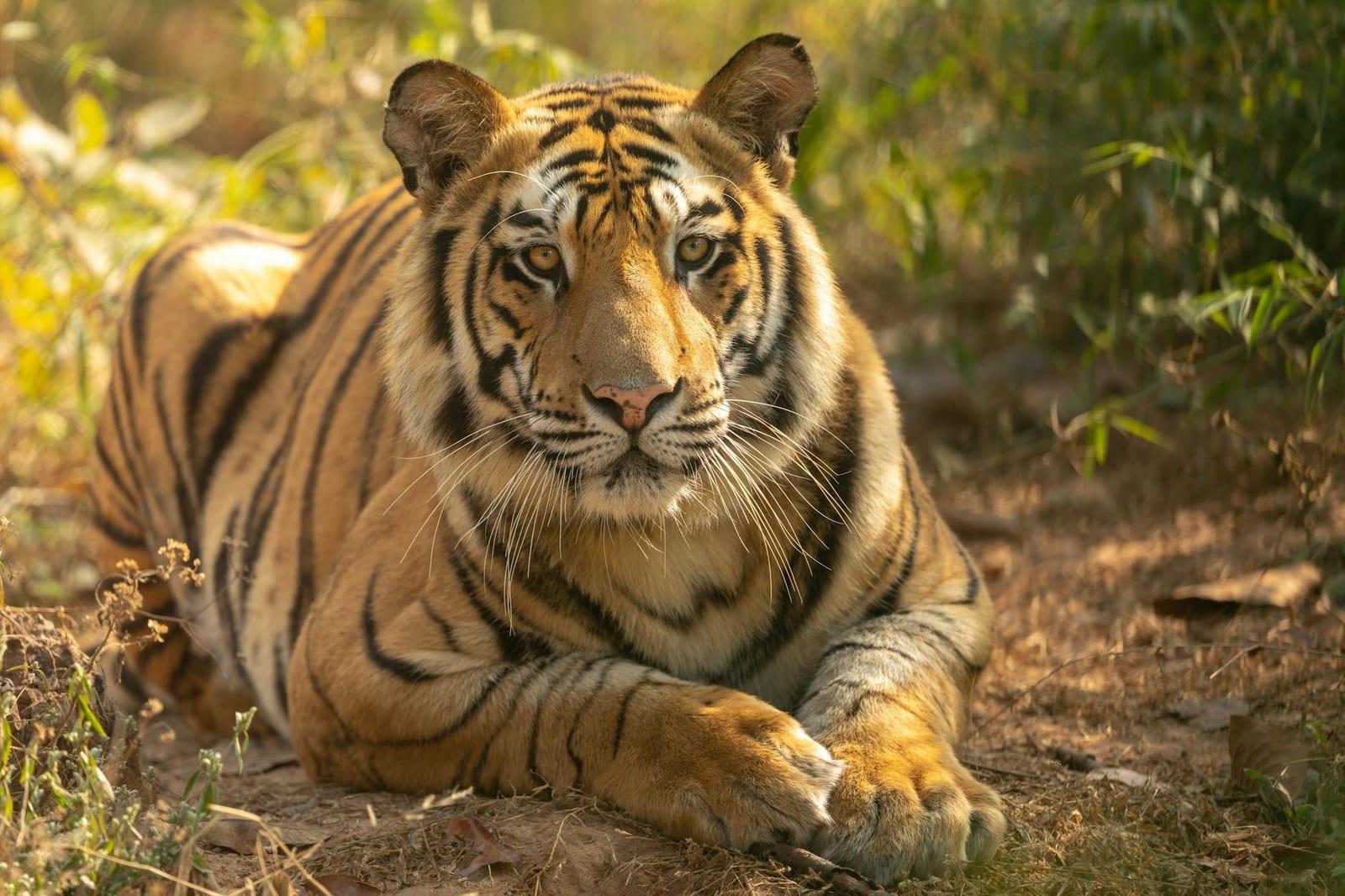 Bandhavgarh, India