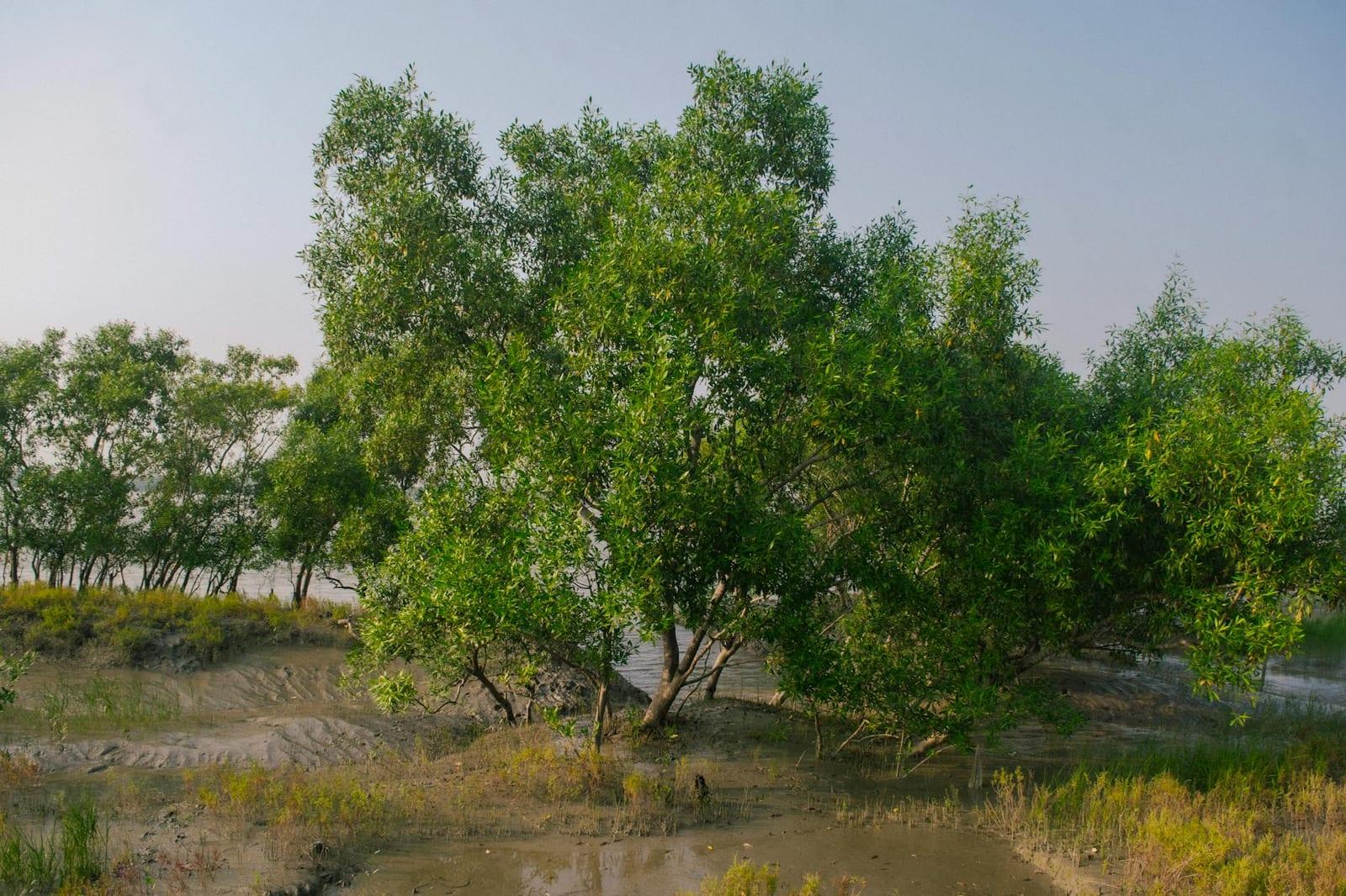 Sundarbans, India