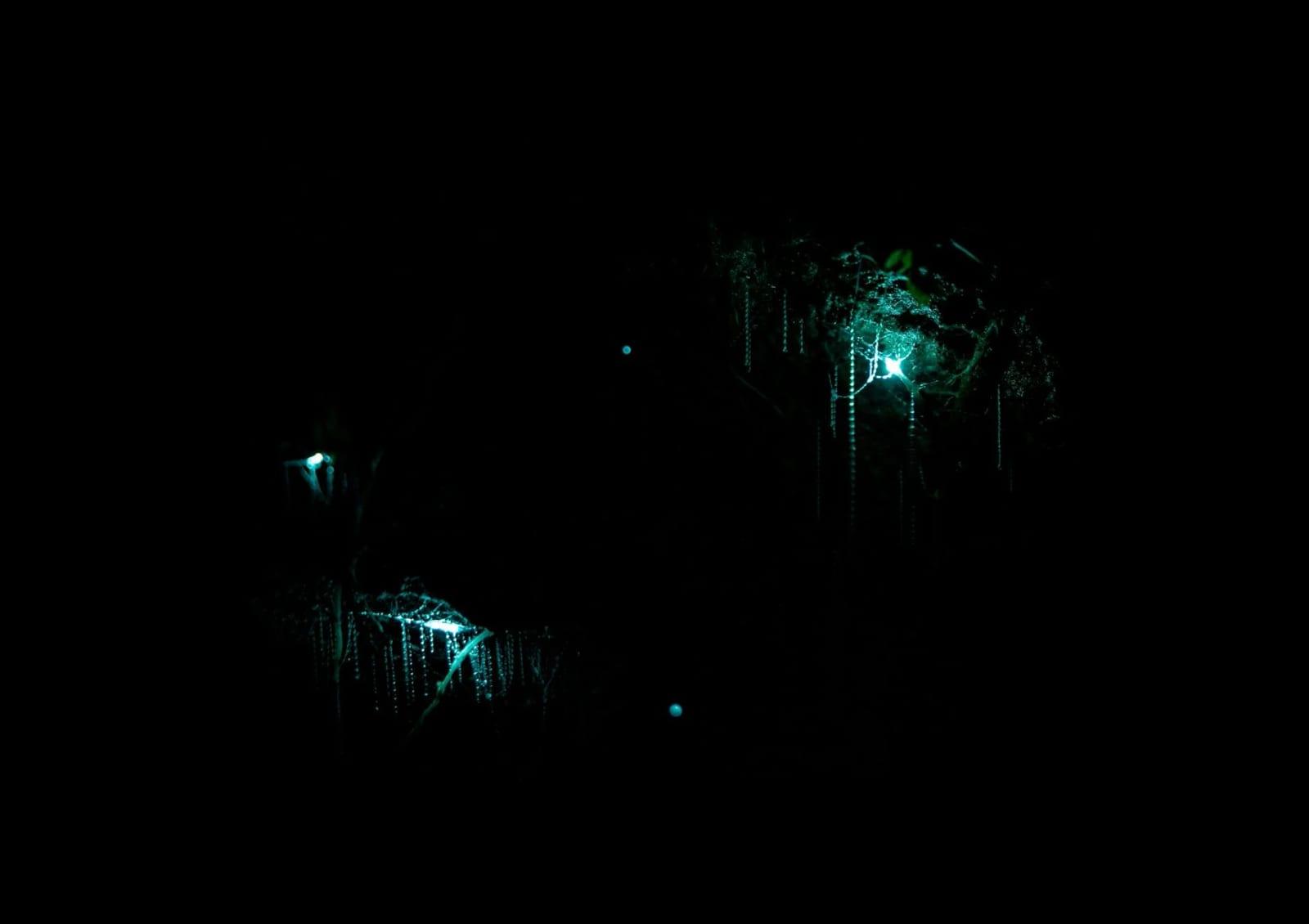 Waitomo Glowworm Caves, New Zealand